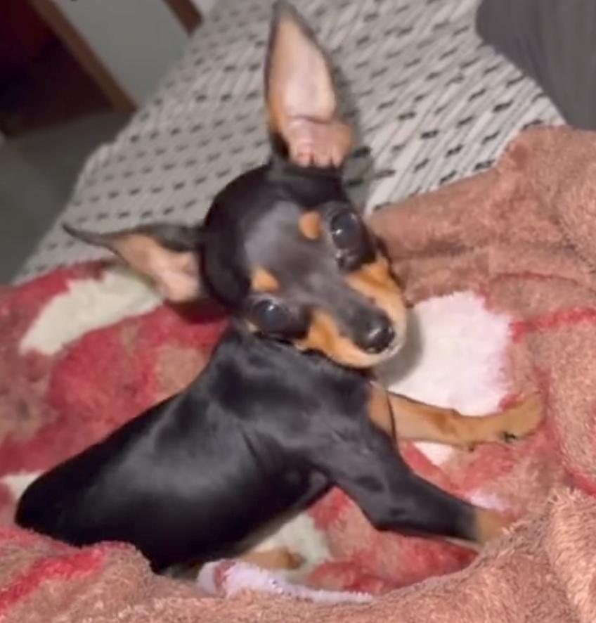 Cisco (Pinscher · Sagitário)