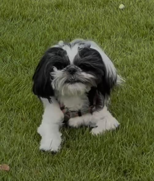 Maria Guadalupe (Shih Tzu · Gêmeos)